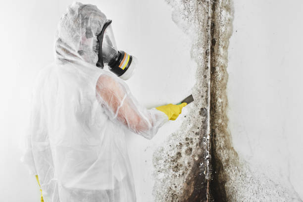 Mold Testing and Removal in Mineralwells, WV