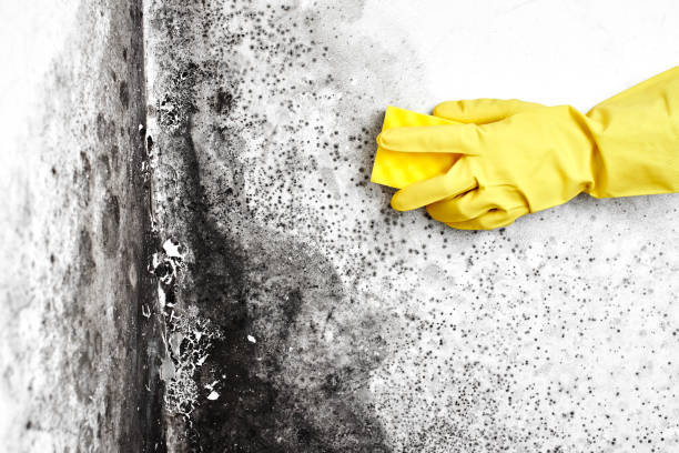 Best Mold Removal Company Near Me  in Mineralwells, WV