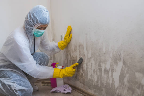 Best Fast Mold Removal  in Mineralwells, WV