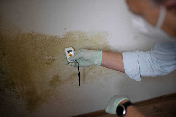 Best Mold Cleaning Services  in Mineralwells, WV
