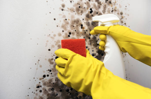 Best Mold Damage Repair  in Mineralwells, WV
