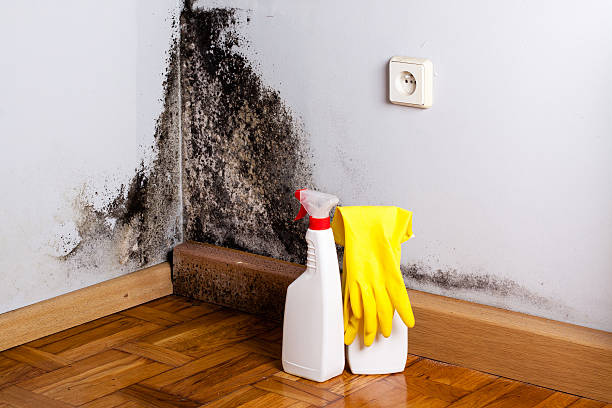 Best Toxic Mold Removal  in Mineralwells, WV