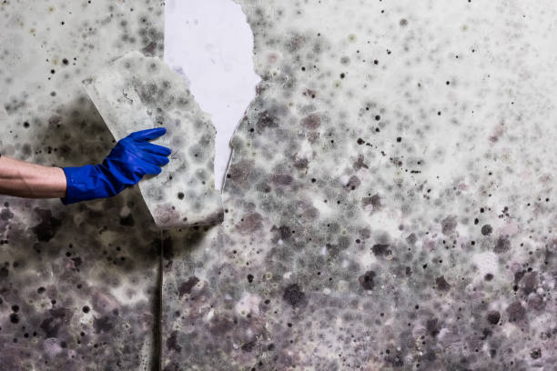 Professional Mold Removal in Mineralwells, WV